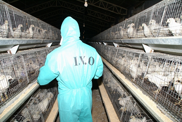 مرغداری های کاشمر تحت رصد و پایش و نظارت مستمر شبکه دامپزشکی